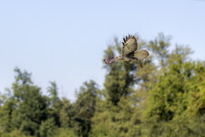 IMG_6443.jpg