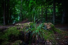 compDSC00273_LR55.jpg