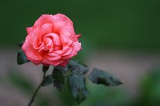 Rose1.jpg