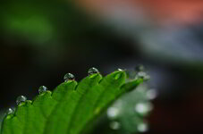 IMGP9454_ed.jpg