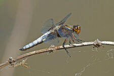 IMG_3388.jpg