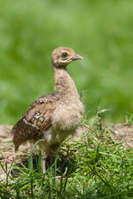 140615_Zoo_Rheine-13.jpg