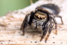 Spirngspinne--20140617-0708.jpg