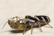 Zebraspringspinne-mit-Beute--20140626-0844.jpg