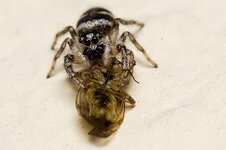 Zebraspringspinne-mit-Beute--20140626-0867.jpg