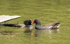 compIMG_3943.jpg