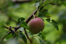 IMGP0261.jpg