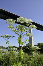 Brücke Mühlheim2.JPG
