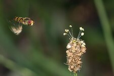 Schwebefliege-im-Anflug--20140706-1089.jpg