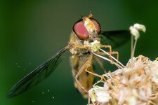 Schwebefliege--20140706-1097.jpg