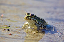 Mini-Wasserfrosch_CF.jpg