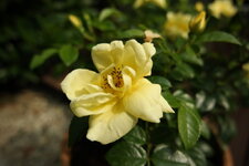 Rose_PZ16-50.JPG