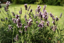 Lavendel_PZ16-50.JPG