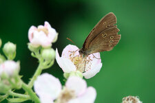IMG_0181.jpg