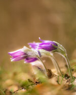 DSC09895-2.JPG