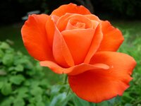 comp_008 Die letzte Rose.jpg