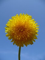 comp_136 'Sonnenblume'.jpg