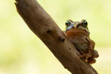 Frosch-2586_web2.jpg