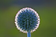 comp_Echinops_ritro.jpg