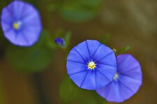 comp_blaue_Mauricius_raw.jpg