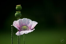 MK3_1661_dslr_500kb.jpg
