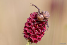 Krabbenspinne_2014-07-28-1.jpg