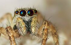 O7060162 Springspinne crK3_HDR_n2_D_s_.jpg