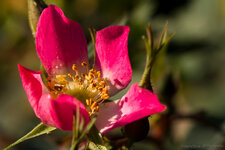 201405310650DDX_6421PictureclownKopie 1_1366_dslr-forum.jpg