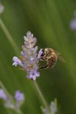 FDSC02465.jpg