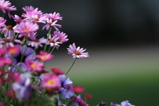 blume.jpg