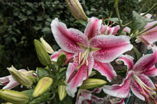 Lilien2web.jpg