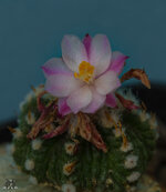 Aztekium Ritteri2.jpg