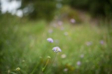DSC_7039.jpg