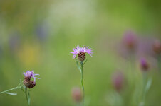 DSC_7050-2.jpg
