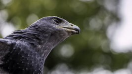 Greifvogel_02.jpg