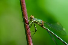 Sigma_180mm_5.jpg Sigma_180mm_5.jpg