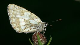 O7120673 Schachbrett cr_b_HPS_.jpg