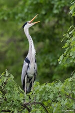 Graureiher_20130503_2.jpg