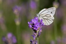 compIMG_4529.jpg