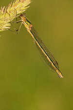 IMG_5194_forum.jpg