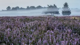 comp_IMG_1396-Bearbeitet_1.jpg