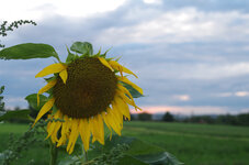 Sonnenblume K-01 20140814_4FR.jpg