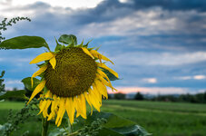 Sonnenblume K-01 20140814_3FR.jpg