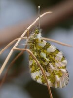 klein_AN190830_cardamines_m.jpg