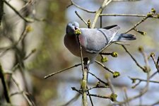 comp_IMG_7523l.jpg