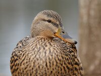 Ente_1_rez.jpg