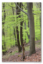 frühlingswald.jpg