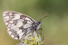 comp_EOS 60D_5531 - LR4.jpg