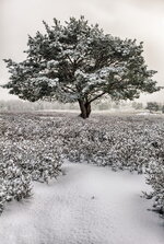 heide_winter_2013.jpg