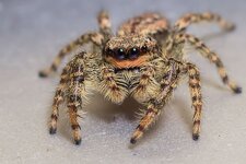 suesse-Springspinne--20140821-1791.jpg